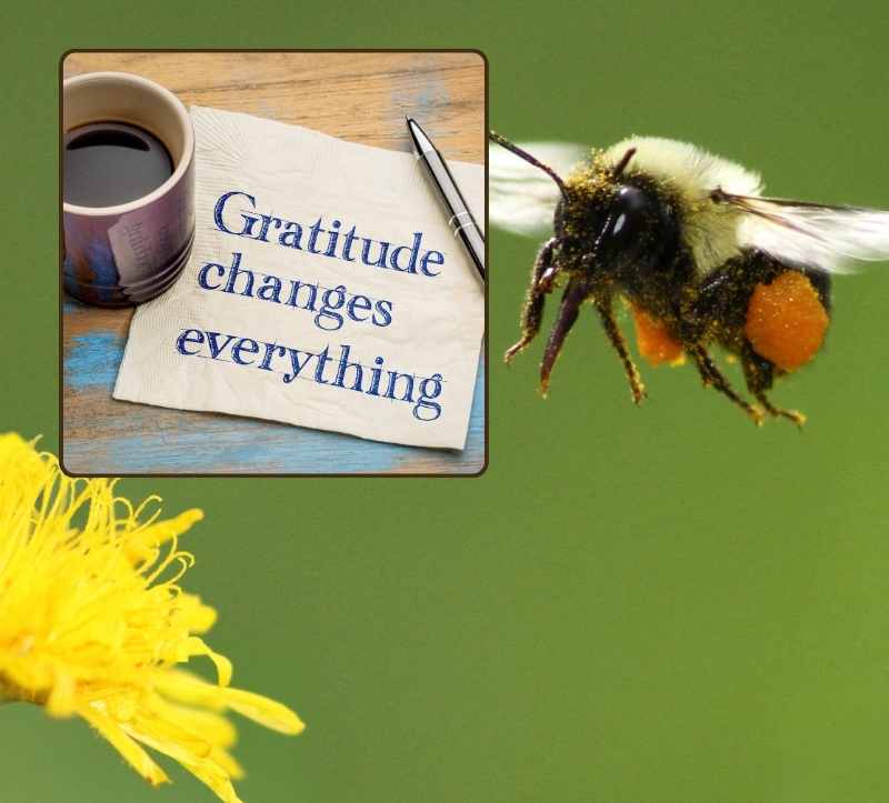 Anti Aging Tool: Dankbarkeit