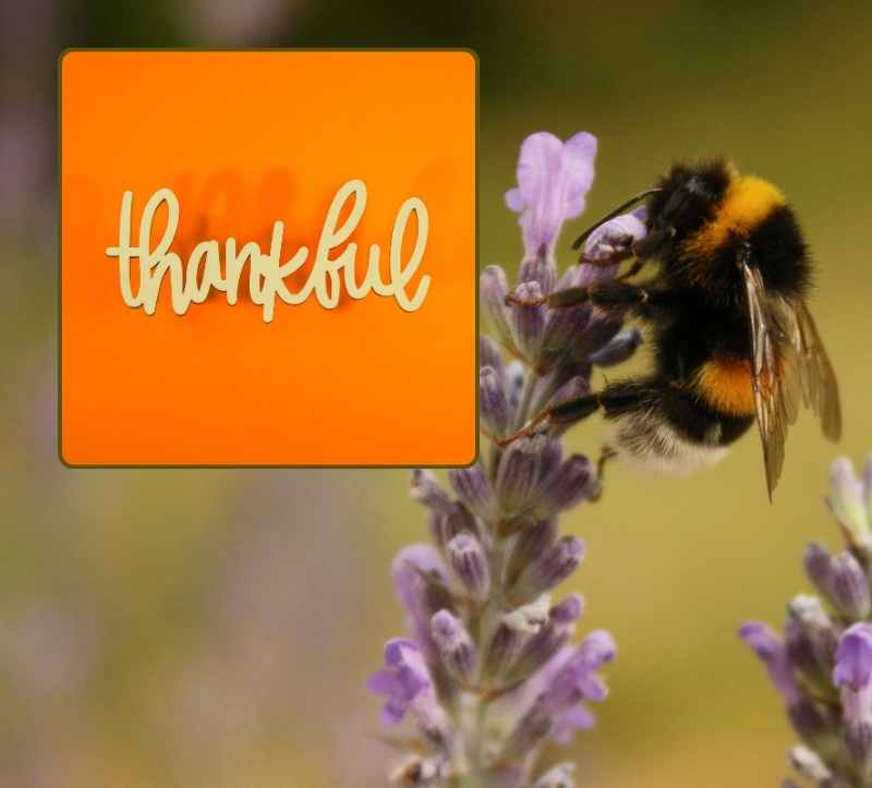 Anti Aging Tool: Dankbarkeit